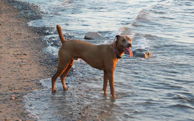 Beach Safety for Your Dog