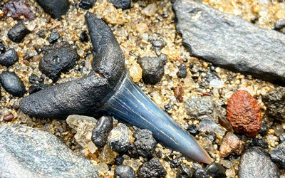 Shark Teeth: Amazing Beach Fossils