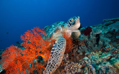 How you can help save the sea turtles