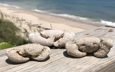 Stone crabs of Satellite Beach