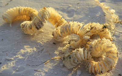 www.beachcombingmagazine.com