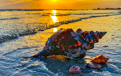 2021 Sanibel Shell Show Photo Contest Winners