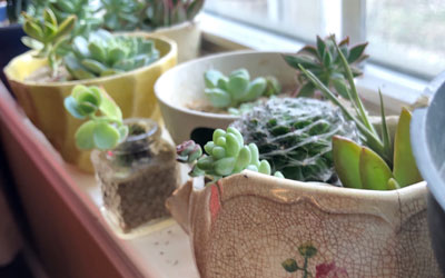 Beach Find Succulent Container Garden How-To Craft