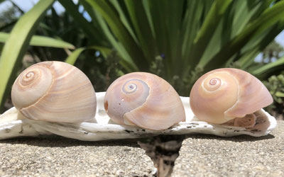 Shark Eyes: The Cannibalistic Mollusk