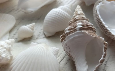 Albino Seashells: Whiteout on the Beach