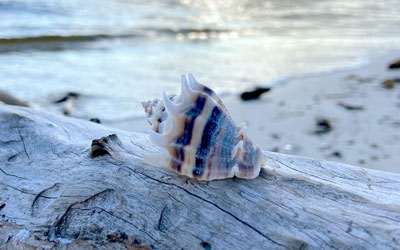 All Hail the King: The Crown Conch