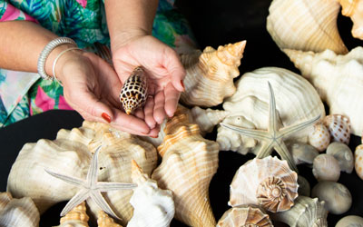 Identifying Florida Seashells
