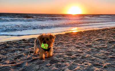 Beach Buddies