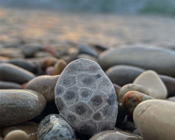 Best beaches for fossils