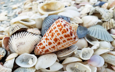Beach Love