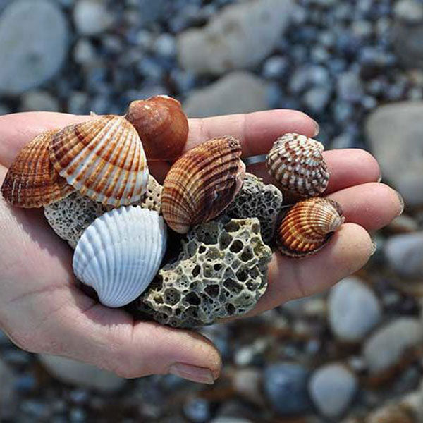 The Very First Beachcombers