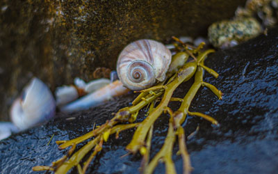 Cold Water Shelling