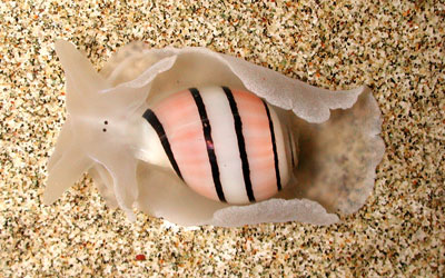 Bubble Shells