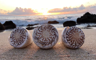 Beachcombing Finds from Hawaii from the Collection of Heather Ganis 