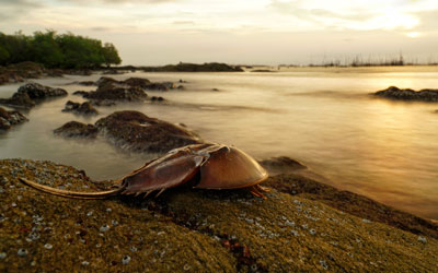 Horseshoe Crabs: Over the Moon
