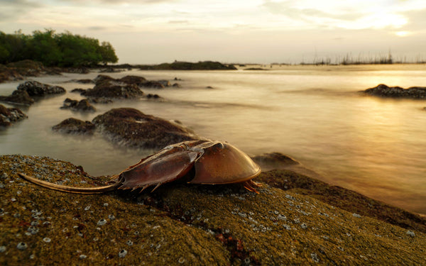 Test your Beachcombing knowledge!