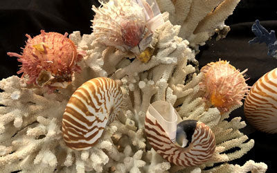 Shell Shows Inside a Shell Show – Beachcombing Magazine