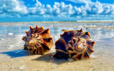 2022 Beachcombing Seashell Photo Contest Winners