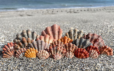 The  Lion’s Paw Scallop