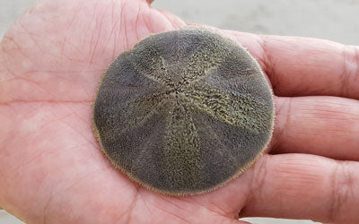 How to Identify Live Sand Dollars
