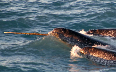 Narwhals: The Sea Unicorn