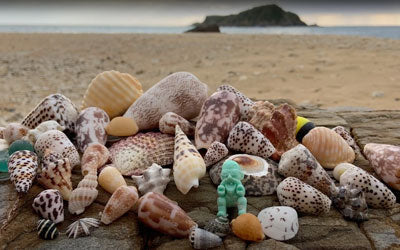 Japanese Seashell Collection