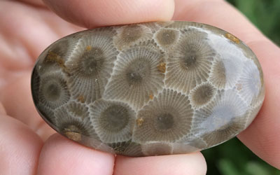 Hidden Beauty: Petoskey Stones