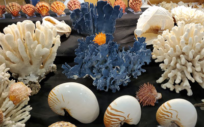 It’s time to shellabrate! – Beachcombing Magazine