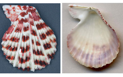 Is that scallop shell broken?