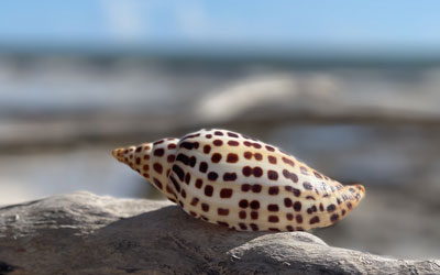 Scaphella Junonia