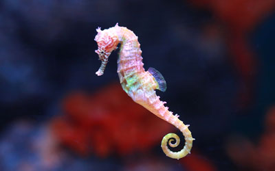 The Seahorse