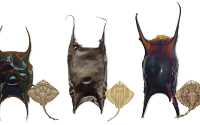 Skate and Ray Egg Cases