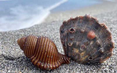 Shell Haring My Way of Shelling – Beachcombing Magazine