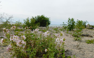 Shoreline Erosion