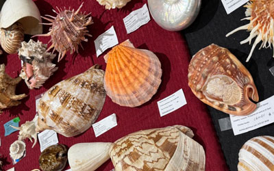 Seashell Week Space Coast Seashell Festival β Beachcombing Magazine