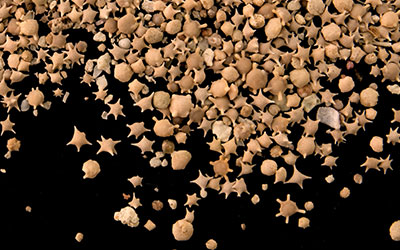 Saving the Shoreline with Star Sand
