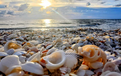 Sustainable Shelling – Beachcombing Magazine