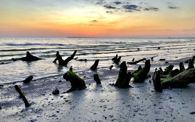 Beachcombing in Florida with SWF Beach Life