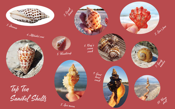 Top 10 Sanibel Sea Shells