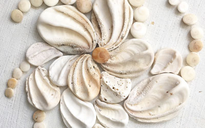 Operculums: Doors to the Sea – Beachcombing Magazine