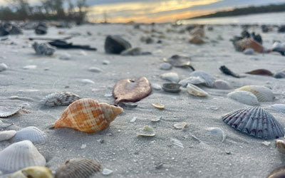 What the Shell? Identifying Seashells