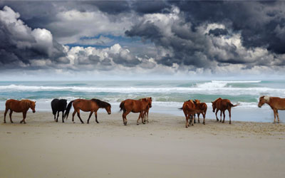 Wild Horses of the Eastern Shore