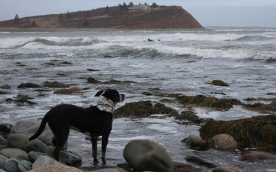 Foraging for Life on the Winter Beach