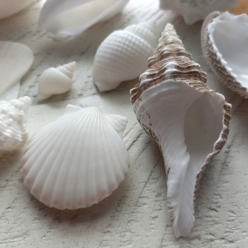 Beachcombing Volume 37: July/August 2023