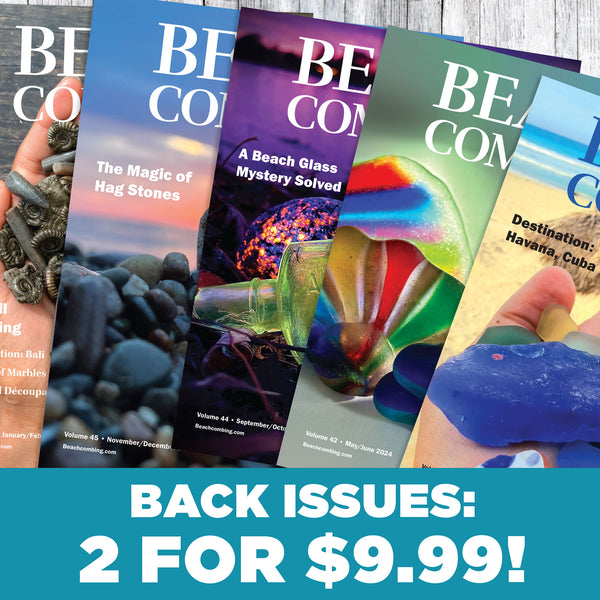 What the Shell? Identifying Seashells – Beachcombing Magazine