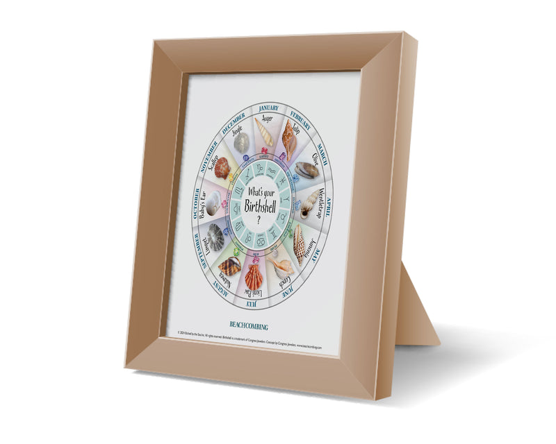 Birth Shell Chart - Square Print – Beachcombing Magazine