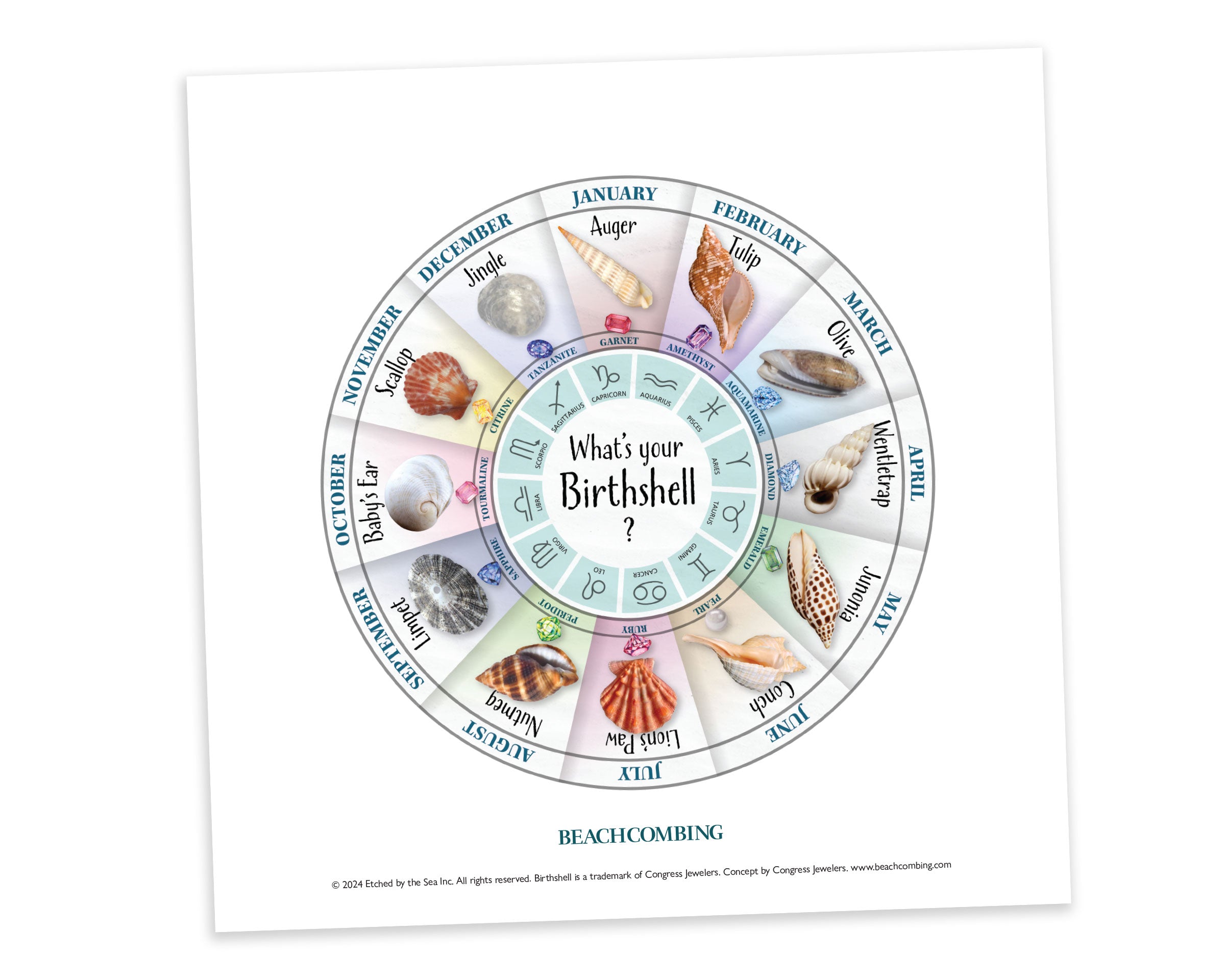 Birth Shell Chart - Square Print – Beachcombing Magazine