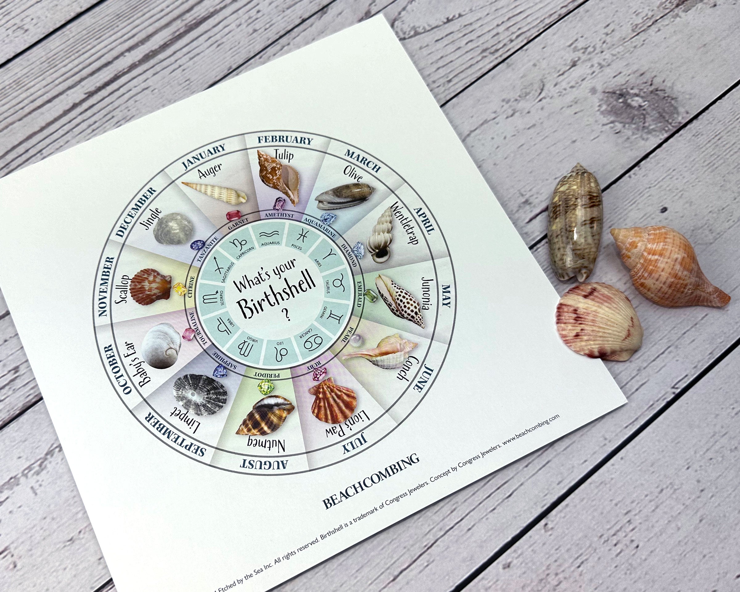 Birth Shell Chart - Square Print β Beachcombing Magazine