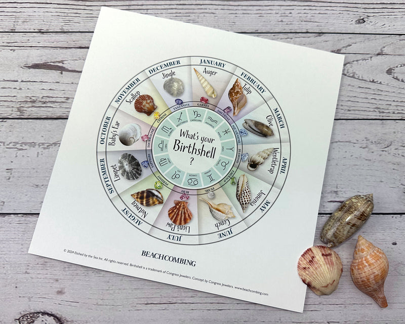 Birth Shell Chart - Square Print – Beachcombing Magazine