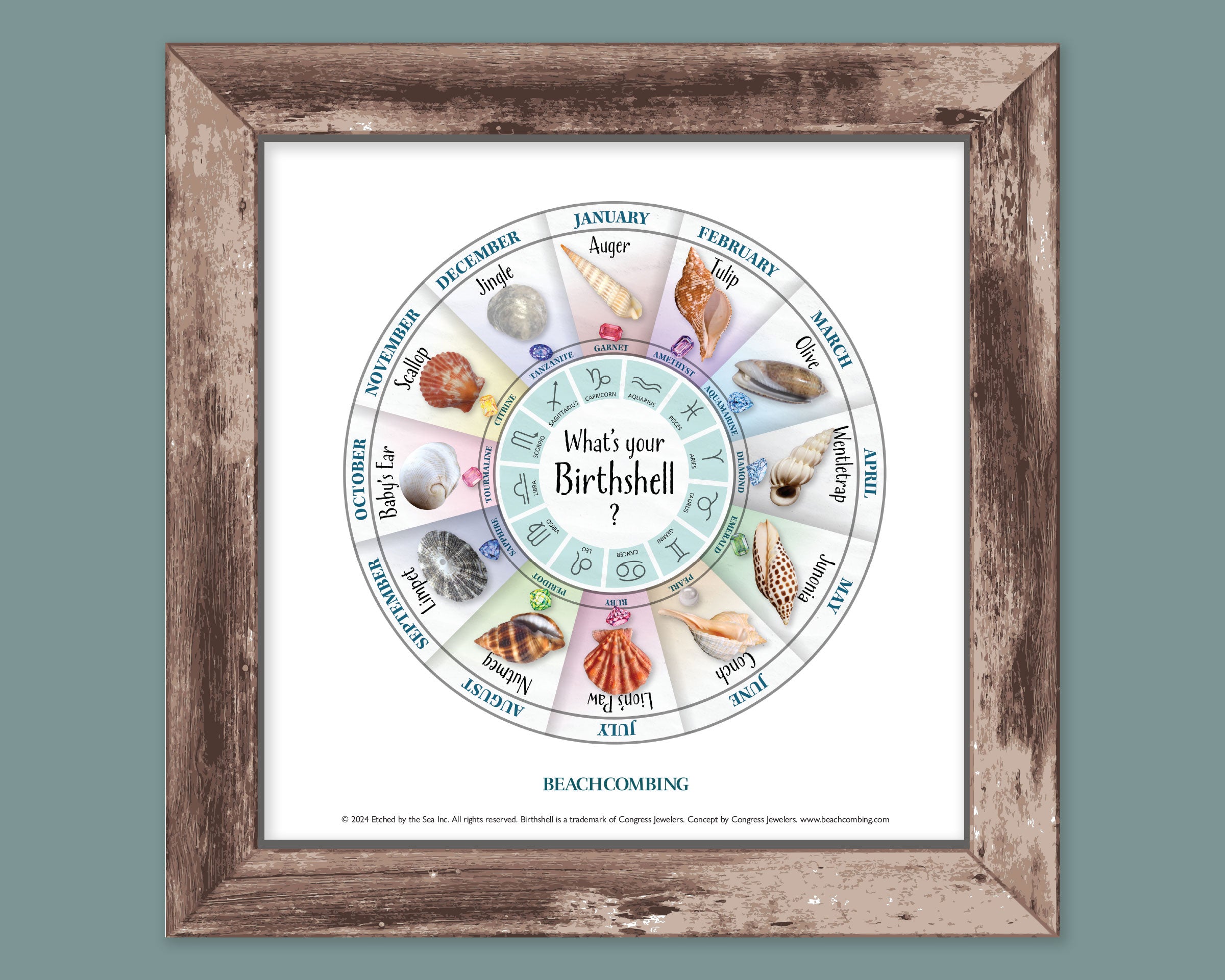 Birth Shell Chart - Square Print β Beachcombing Magazine
